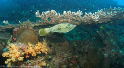 BD-060409-Moalboal--Aluterus-scriptus-(Osbeck.-1765)-[Scrawled-filefish].jpg
